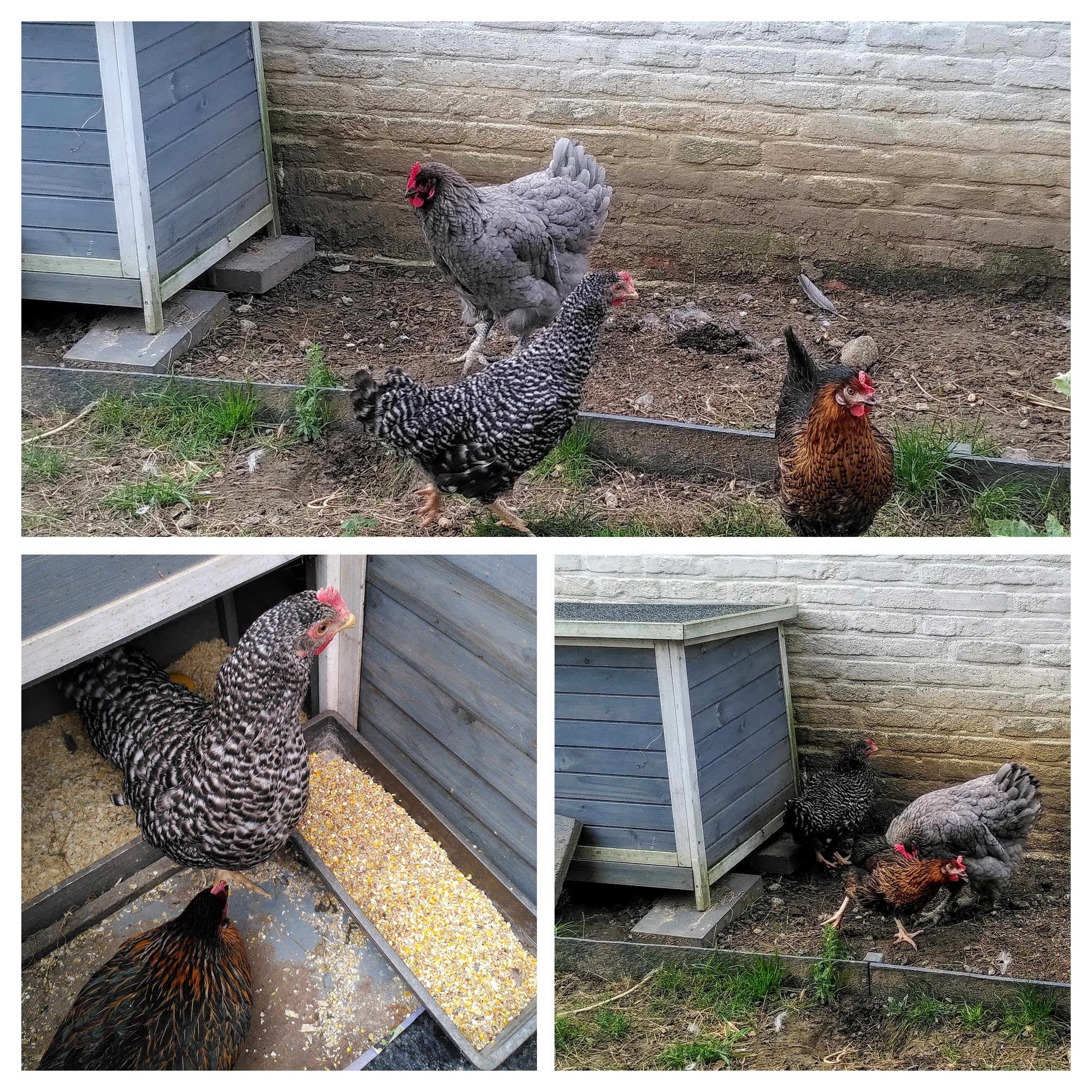 img_20211015_155707-collage